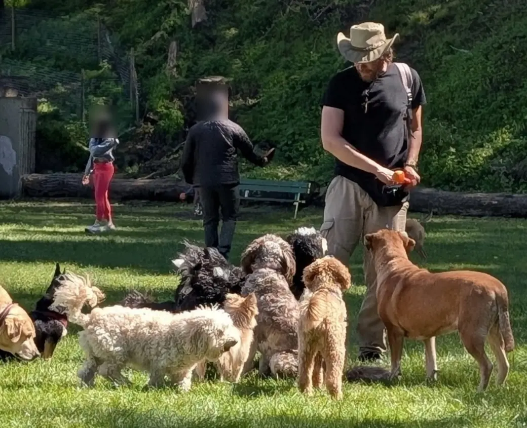An StarPaw founder out in the park with a full pack of dogs